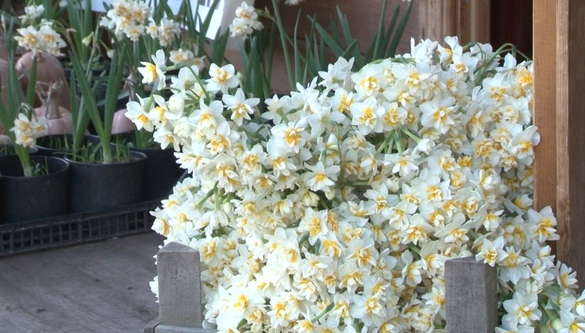 Karaburun'da nergisler açtı ama üretici mutsuz