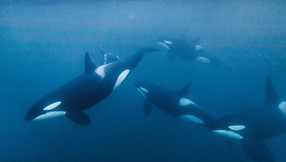 Portekiz açıklarında Orka saldırısı