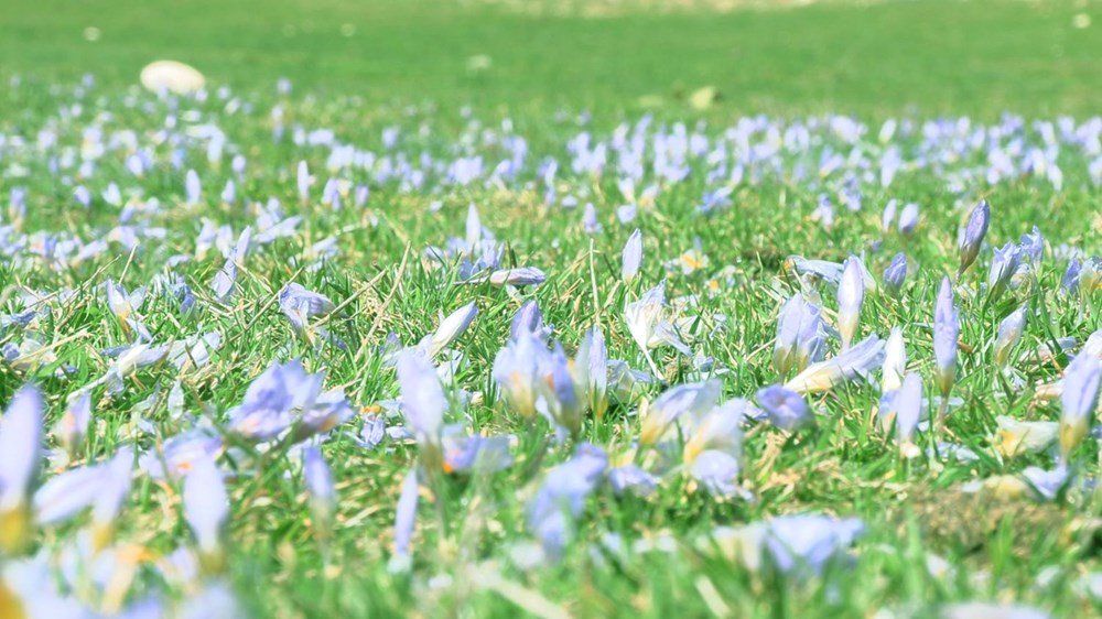 Müjdelenen Bahar: Çiğdemler Uyandı 74 6EB oWFDMUWe5G09rccOJw