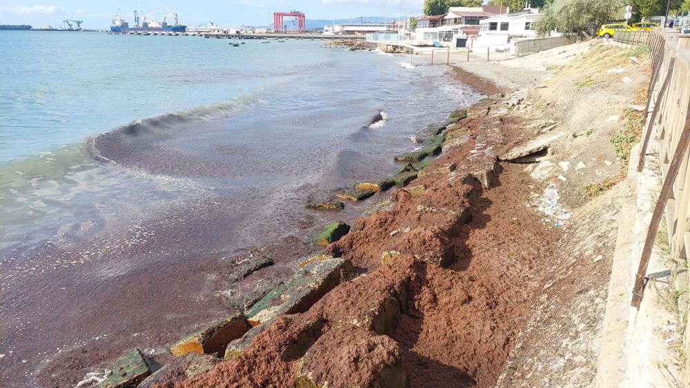 Marmara'da kızıl yosun alarmı - 2