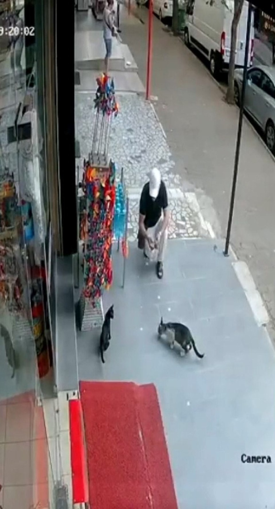 İstanbul'da kedi hırsızlığı: Önce sevdi, sonra çaldı - 1