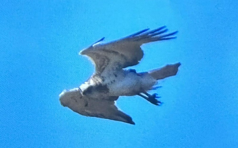 Marmaris'te yanan alanlar yeşillenmeye başladı - 7