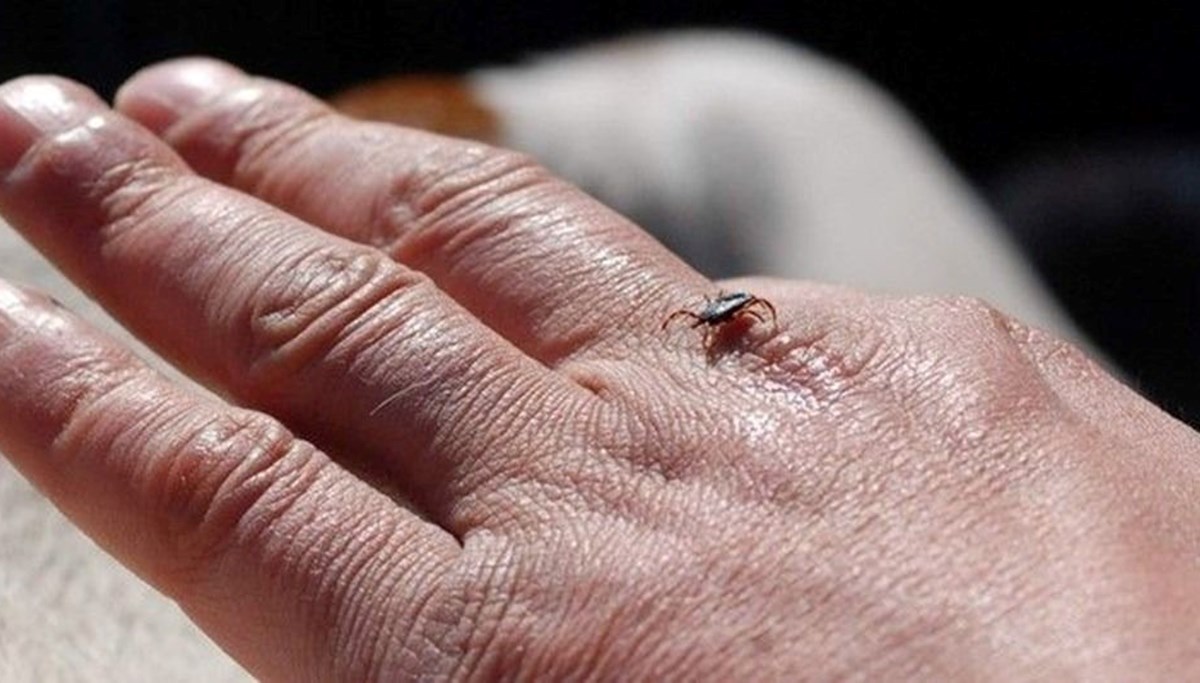 Kene ölümlerinde artış