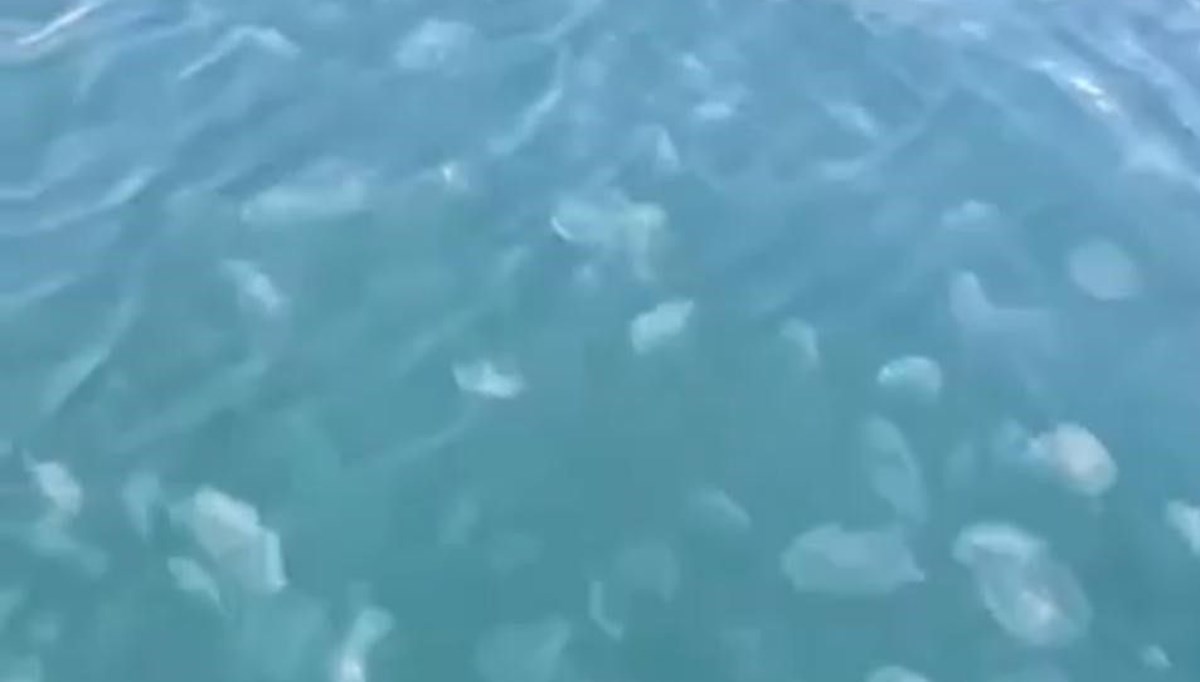 Marmara'da denizanası istilası Marmara'da denizanası istilası