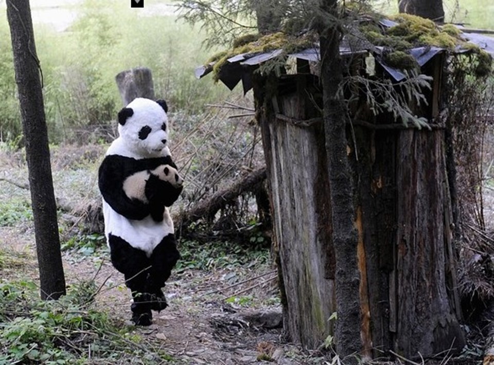 Bu bilim adamları neden panda kılığında? - 2