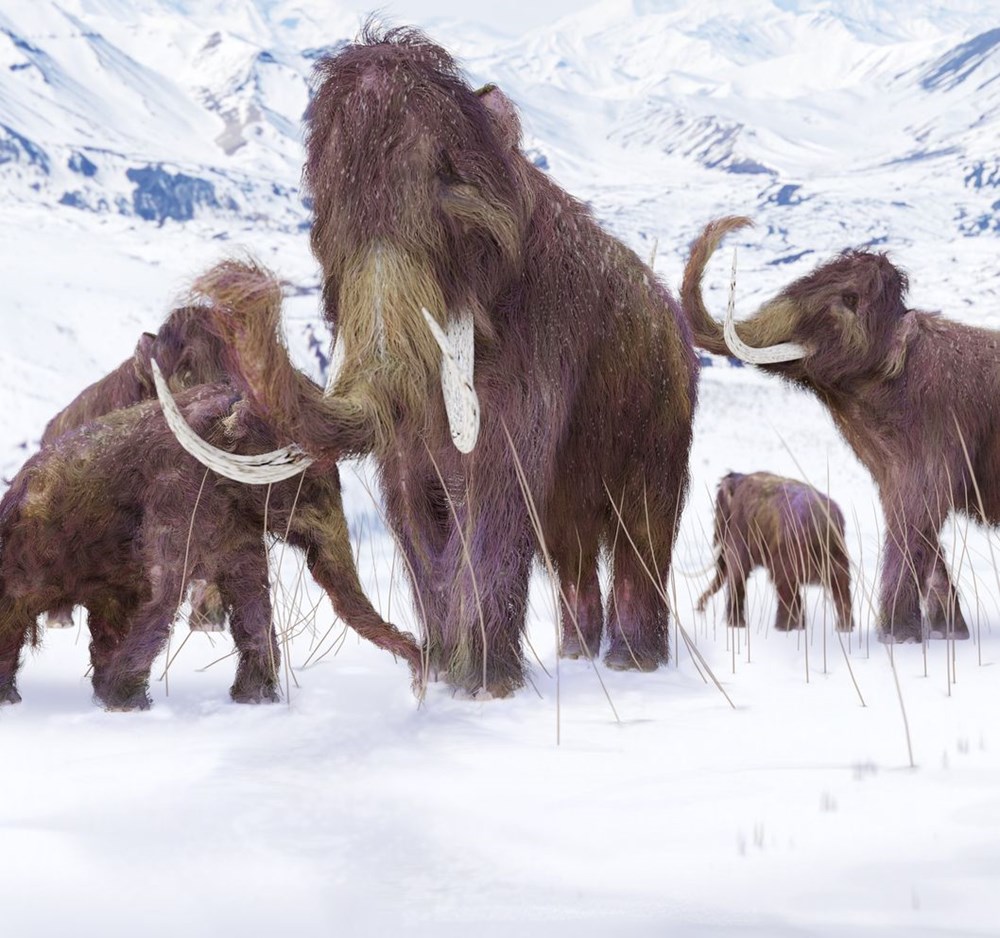 10 bin yıl önce yok olan yünlü mamutlar yeniden doğacak - 3
