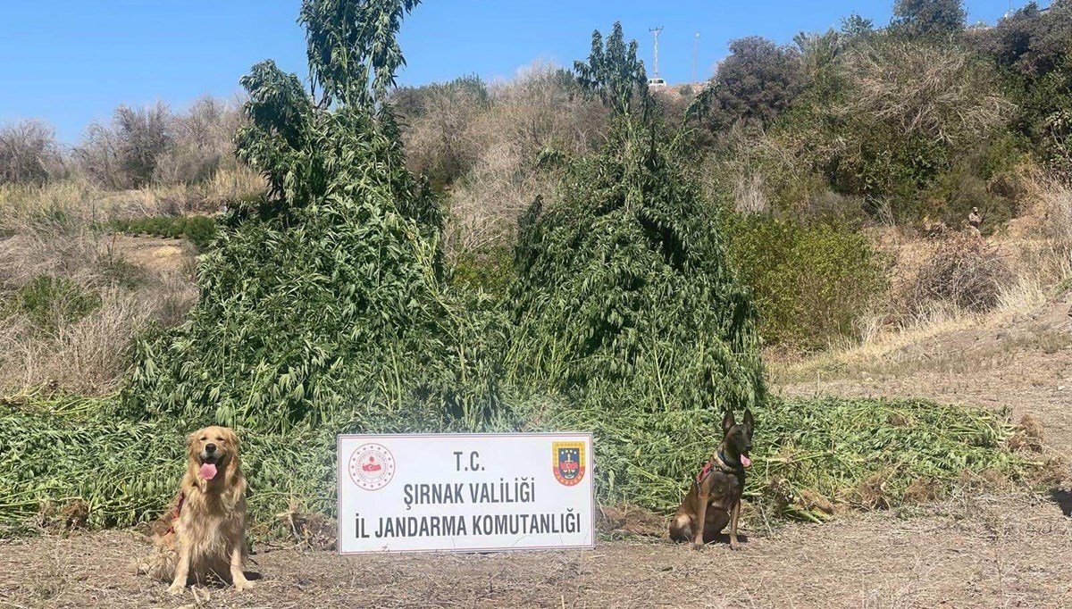 Şırnak’ta kenevir operasyonu