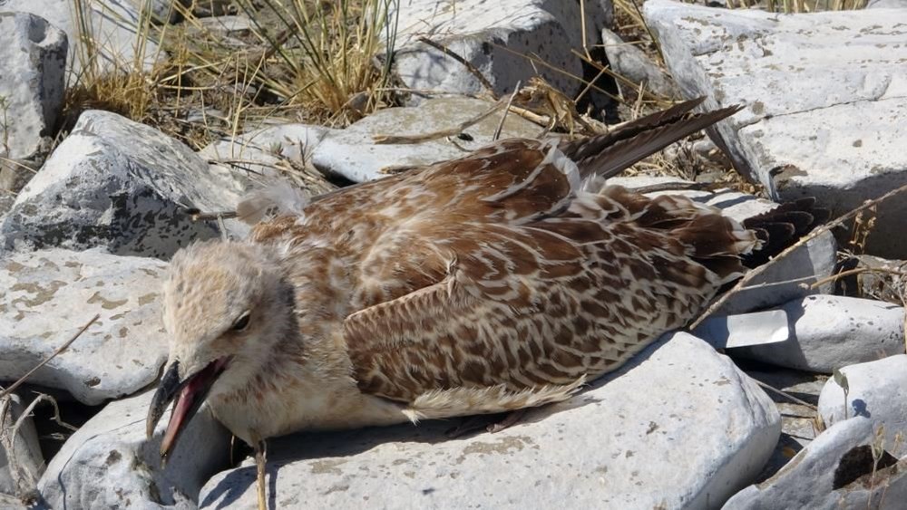Van’da binlerce martı öldü, binlercesi de ölümü bekliyor - 2