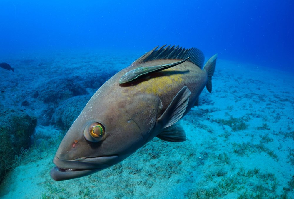 The hidden and colorful world of the Mediterranean - 15