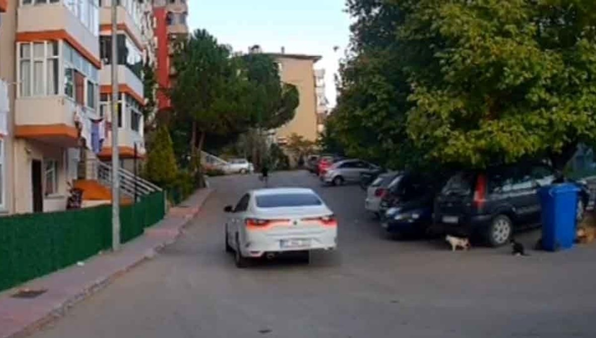 Kediye çarpıp kaçan sürücüye para cezası Kediye çarpıp kaçan sürücüye para cezası