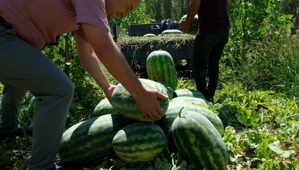 Mersin'de karpuz hasadı başladı