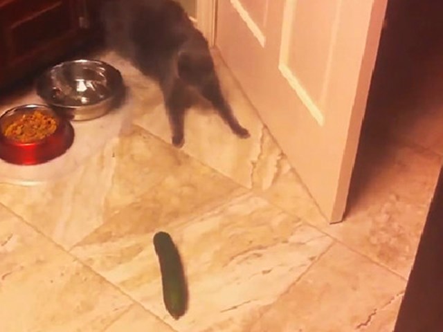 kediler salataliktan neden korkuyor