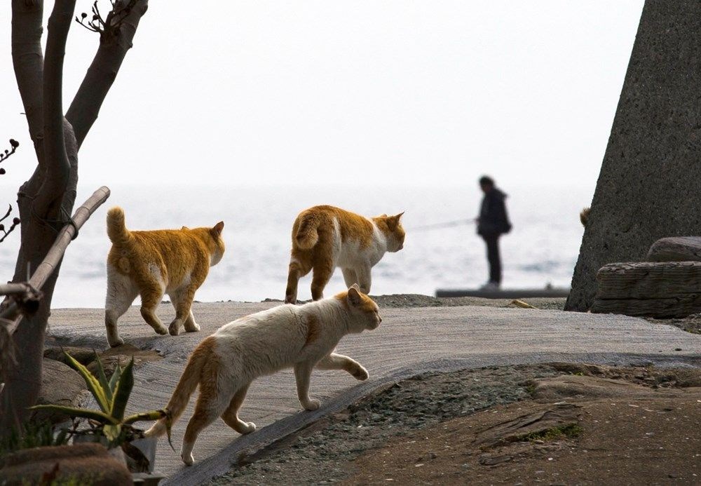 Japonya'daki kedi adası: Aoshima - 13