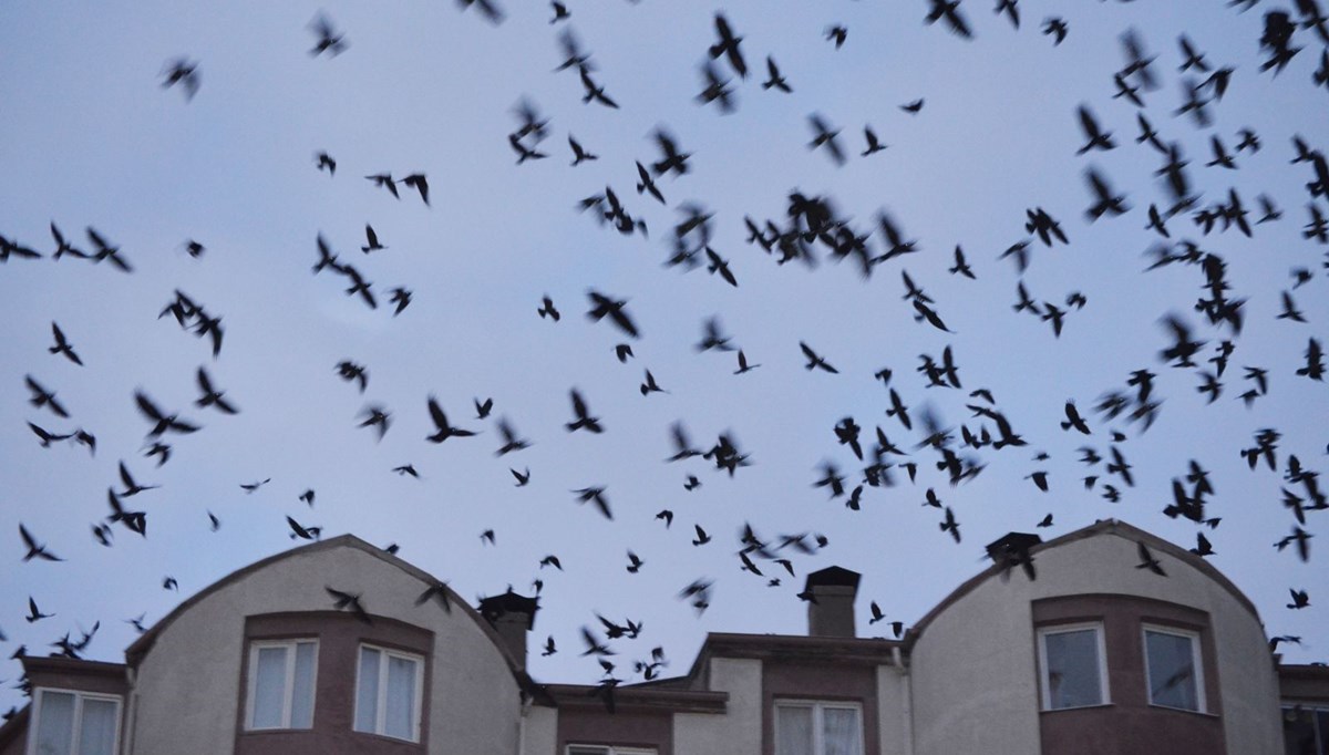 Mahalle, kargaların istilasına uğradı