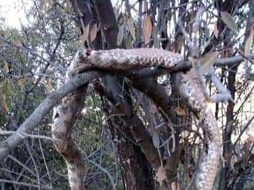 elazig da dev yilani oldurup agaca