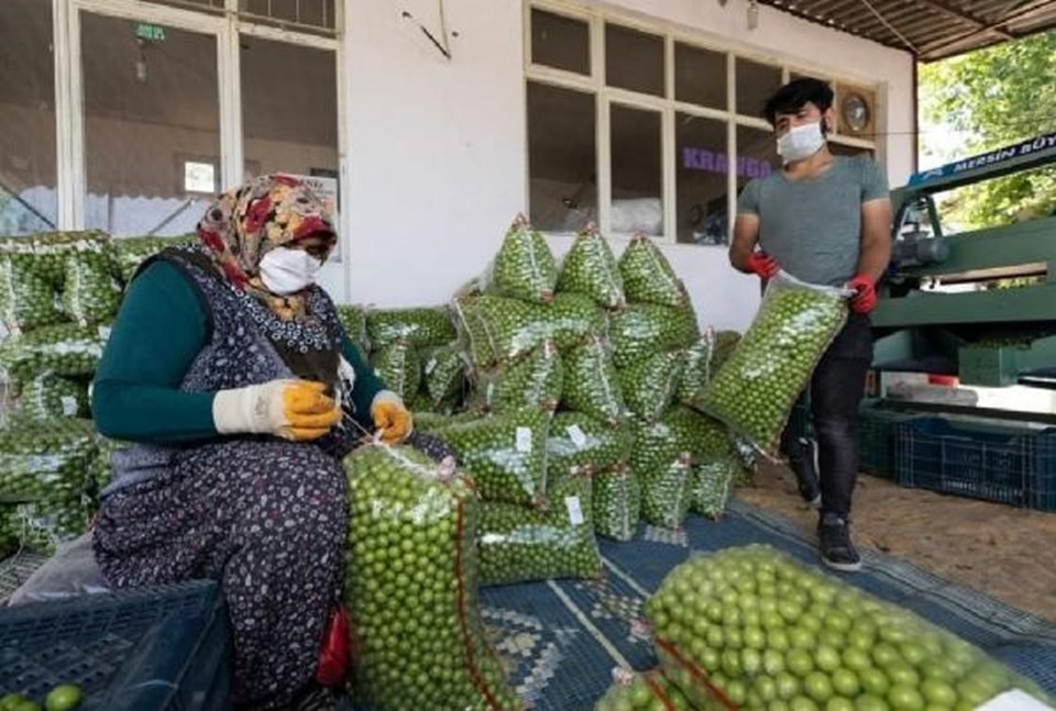 Üreticiden alım fiyatı düştüğü için erikleri toplamama kararı - 2