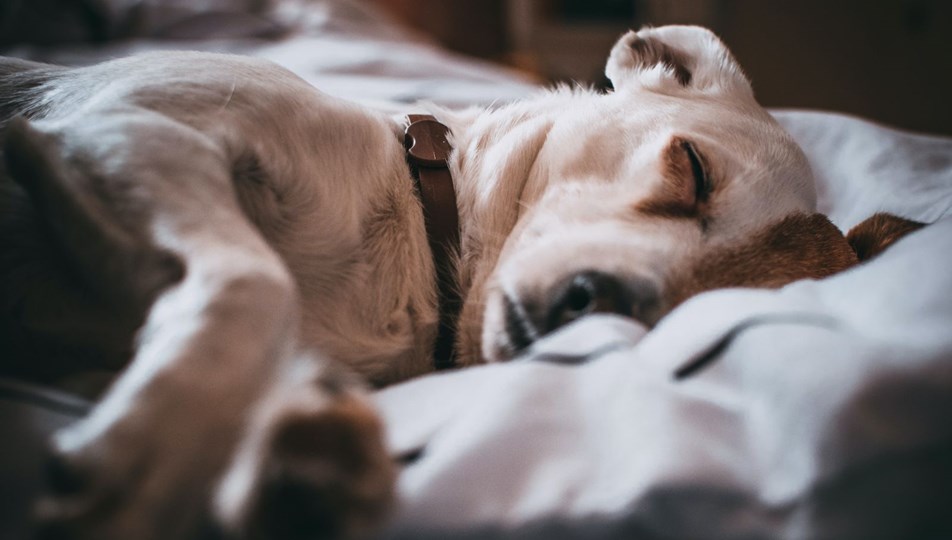 İngiltere’de ilk kez bir köpeğin corona virüs testi pozitif çıktı