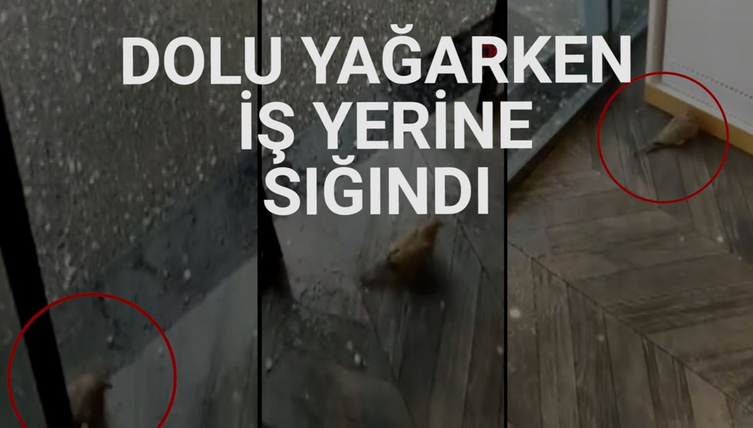 Mersin'de dolu sırasında bir kuşun iş yerine sığındığı anlar