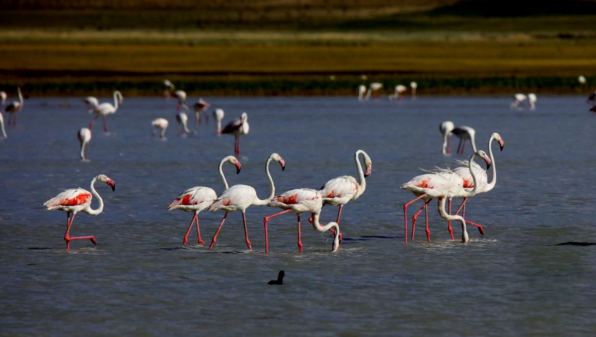 Flamingoların zorunlu kuraklık göçü Flamingoların zorunlu kuraklık göçü