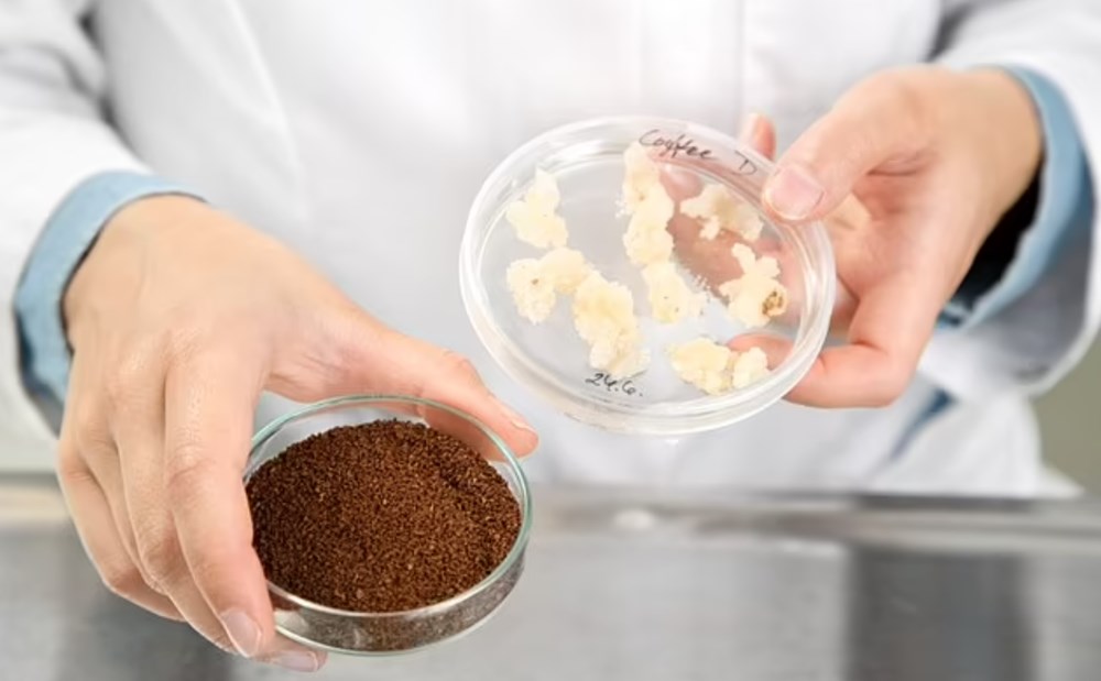 Böcek burgerden, laboratuvarda üretilen kahveye: 2030 yılına kadar menülerde yerini alacak lezzetler - 8
