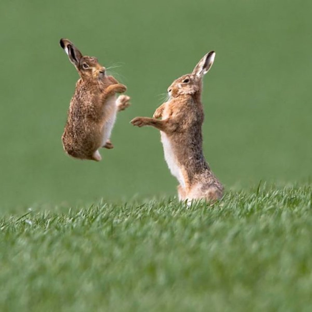 Заяц танцует