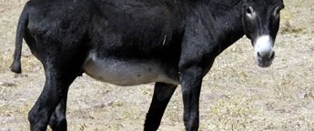 Öğrencilere eşek eti yedirmişler NTV