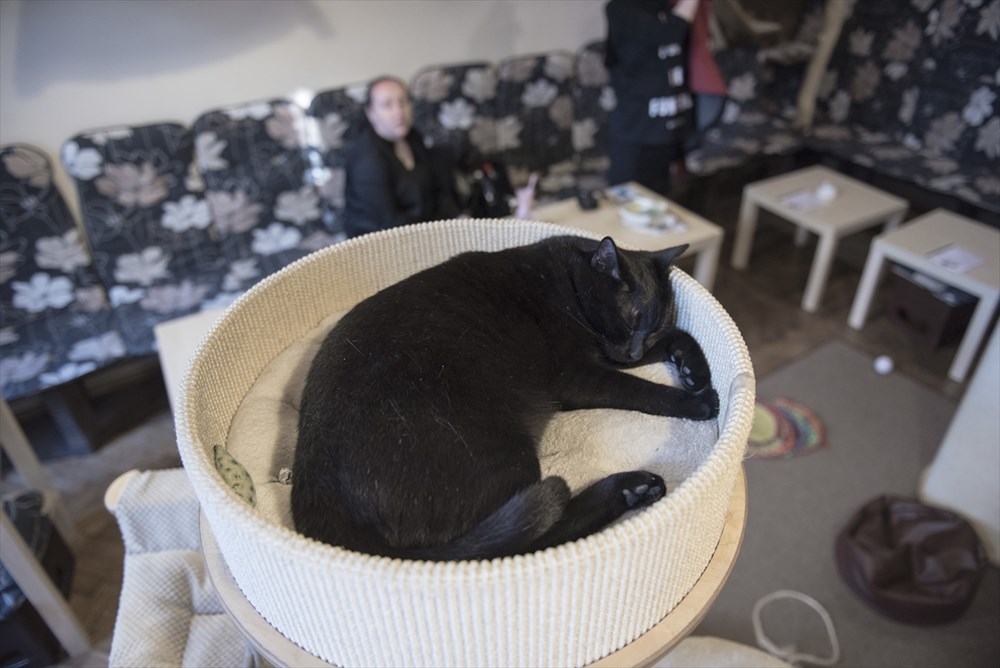 Polonya�da kedi konseptli kafe Magazin Haberleri NTV