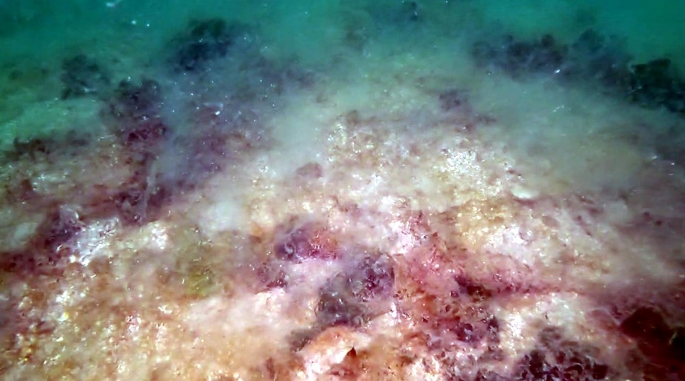 Marmara Alarm Veriyor: Müsilaj Tehlikesi Büyüyor 74