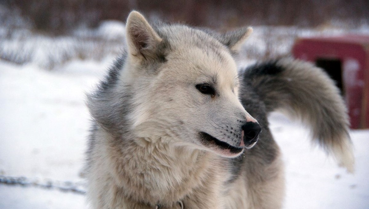 En eski evcil köpek ırkı bulundu