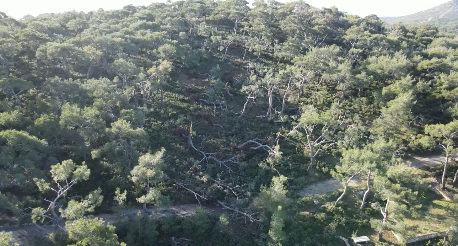 Ayvalik Ta Hortum Tekneler Batti Evler Ve Araclar Zarar Gordu Ntv