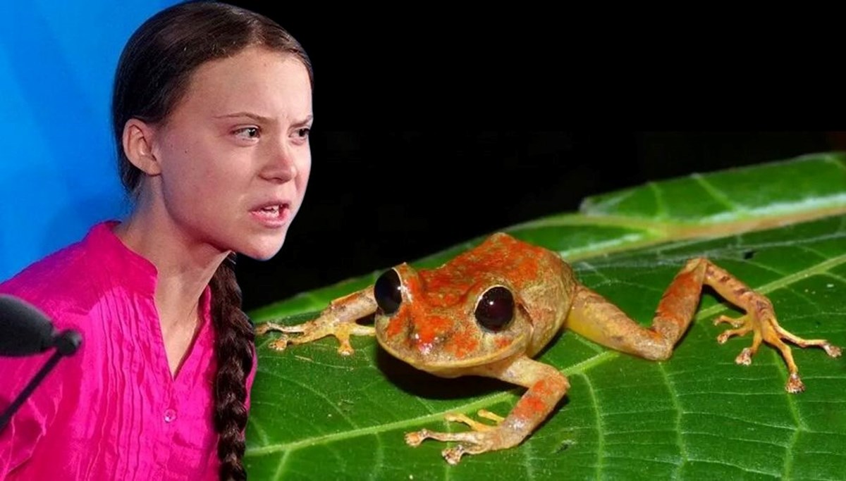 Yeni keşfedilen kurbağa türüne Greta Thunberg’in adı verildi