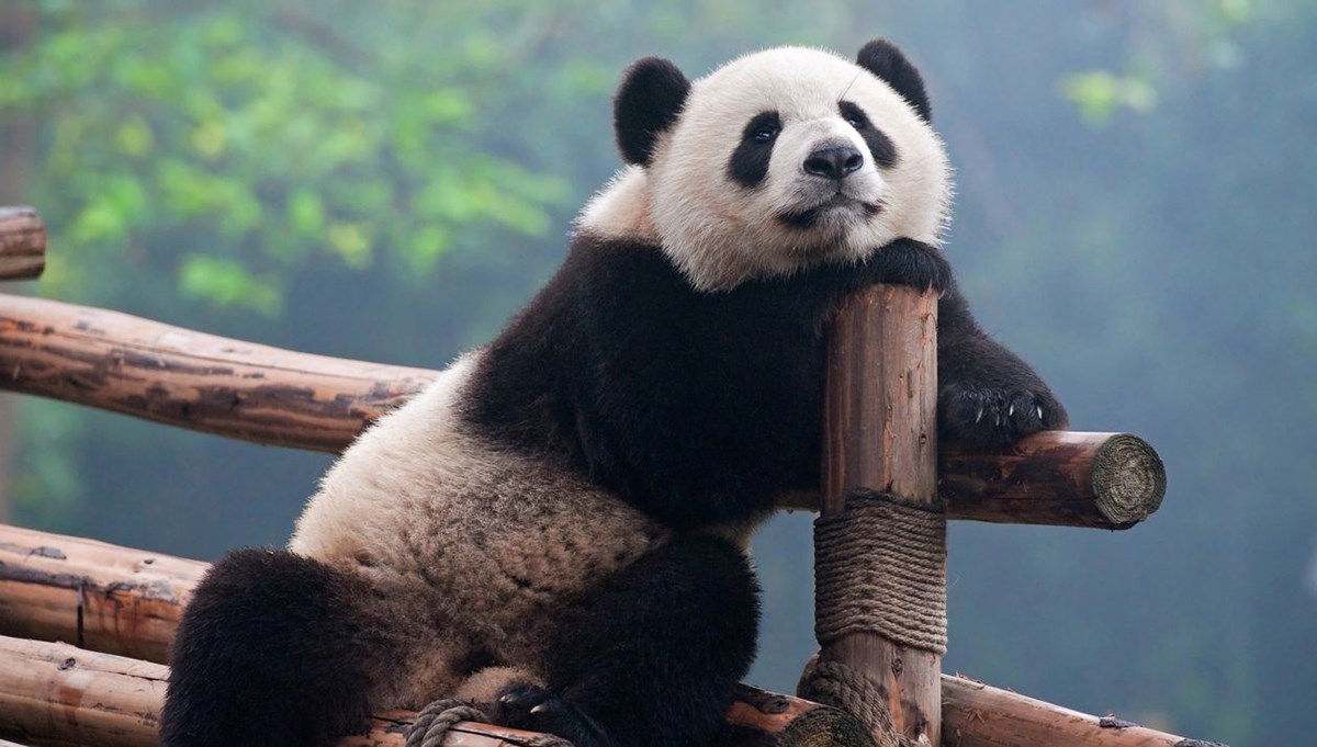 Çin'de 102 bin yıllık dev panda fosili bulundu