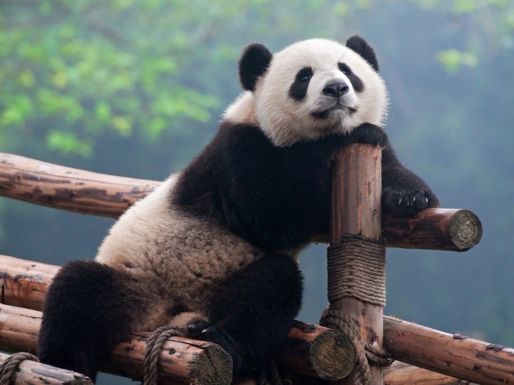 The Wonderful World of Pandas: An In-Depth ExaminationIntroduction: | BULB