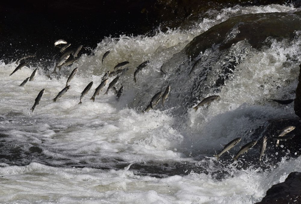 Bu balıkları avlamak sadece martılara serbest - 6