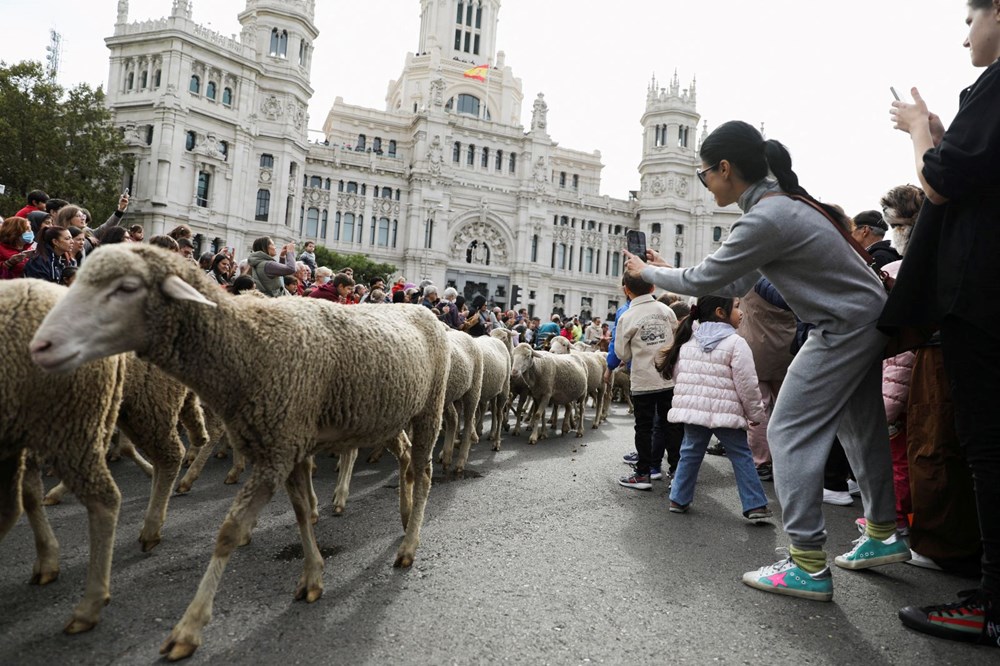 Madrid'de koyunlar şehre indi - 8