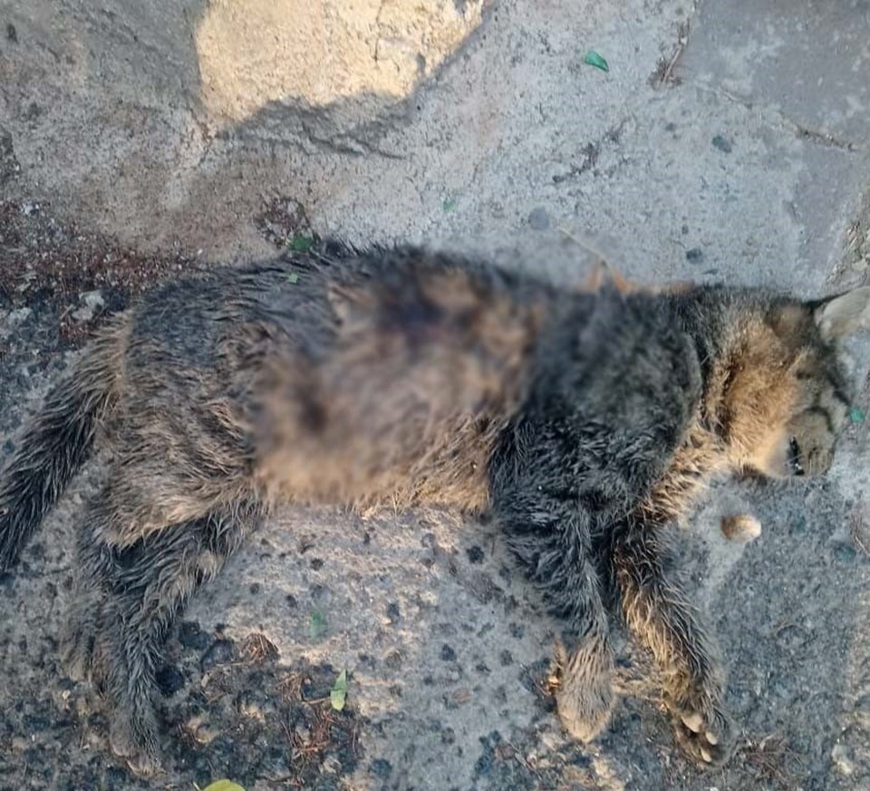 Gaziantep'te kedi katliamı - 2