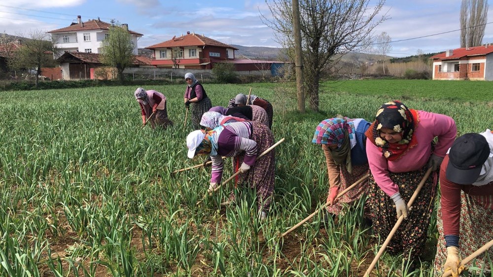 Beyaz Altın Hülyası: Dünya Ünü ve Çapalama Seferberliği 76 6ao9Qa9jXEC6n J8HZeq A
