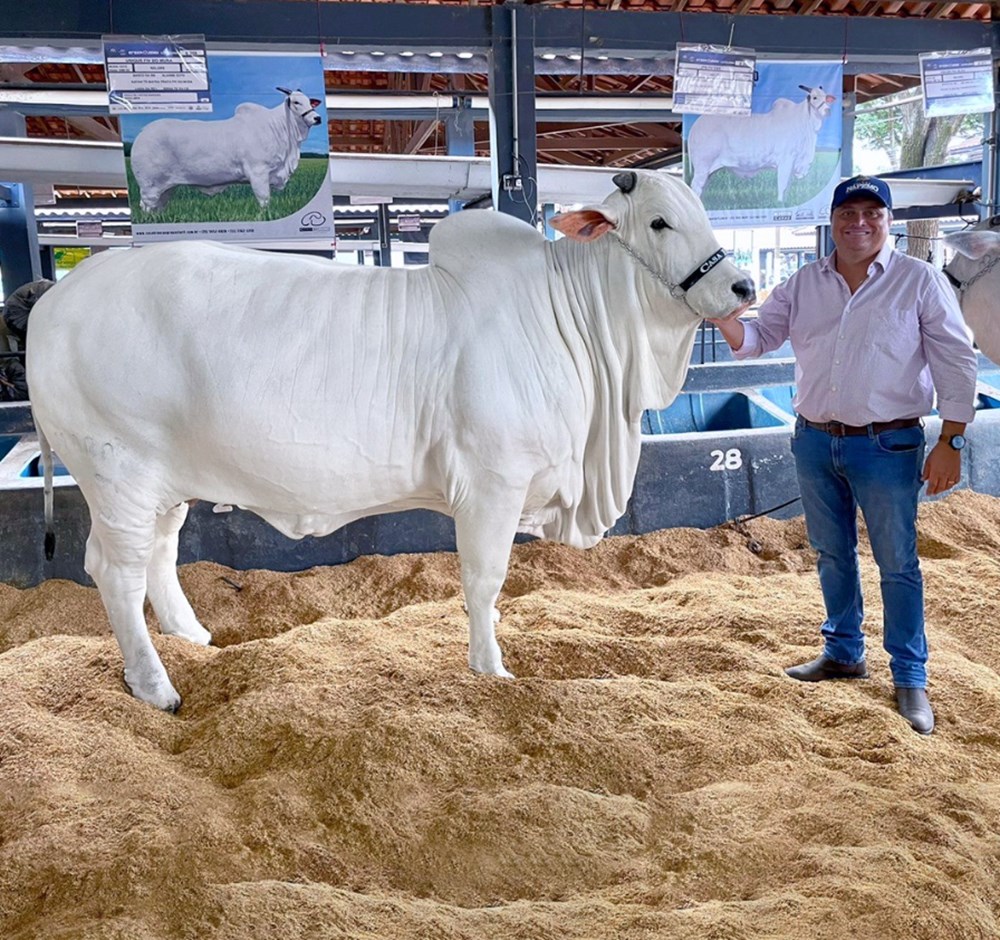 Dünyanın en pahalı ineği: 4 milyon dolara satıldı - 5