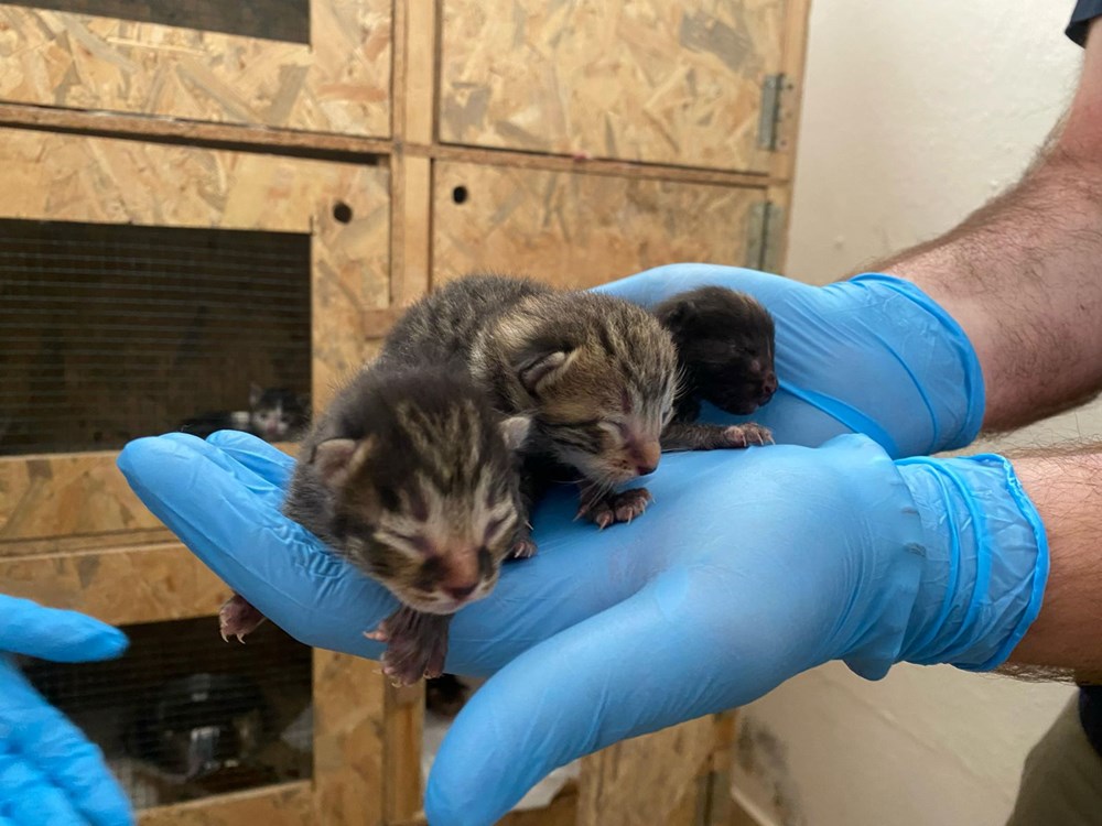 Kartonlar arasında 5 yavru kedi çıktı: Duygusal anlar yaşandı - 2