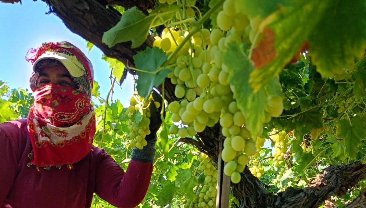 2025 yılı erkence üzüm hasadı başladı: 50 ila 60 TL arasında satılıyor 2025 yılı erkence üzüm hasadı başladı: 50 ila 60 TL arasında satılıyor