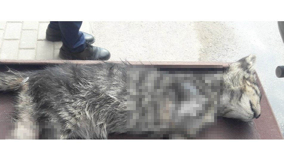 Bursa�da ayakları kesilmiş kedi yavrusu bulundu NTV