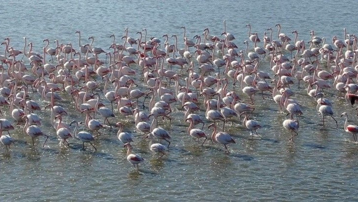 Flamingoların muhteşem kış dansı