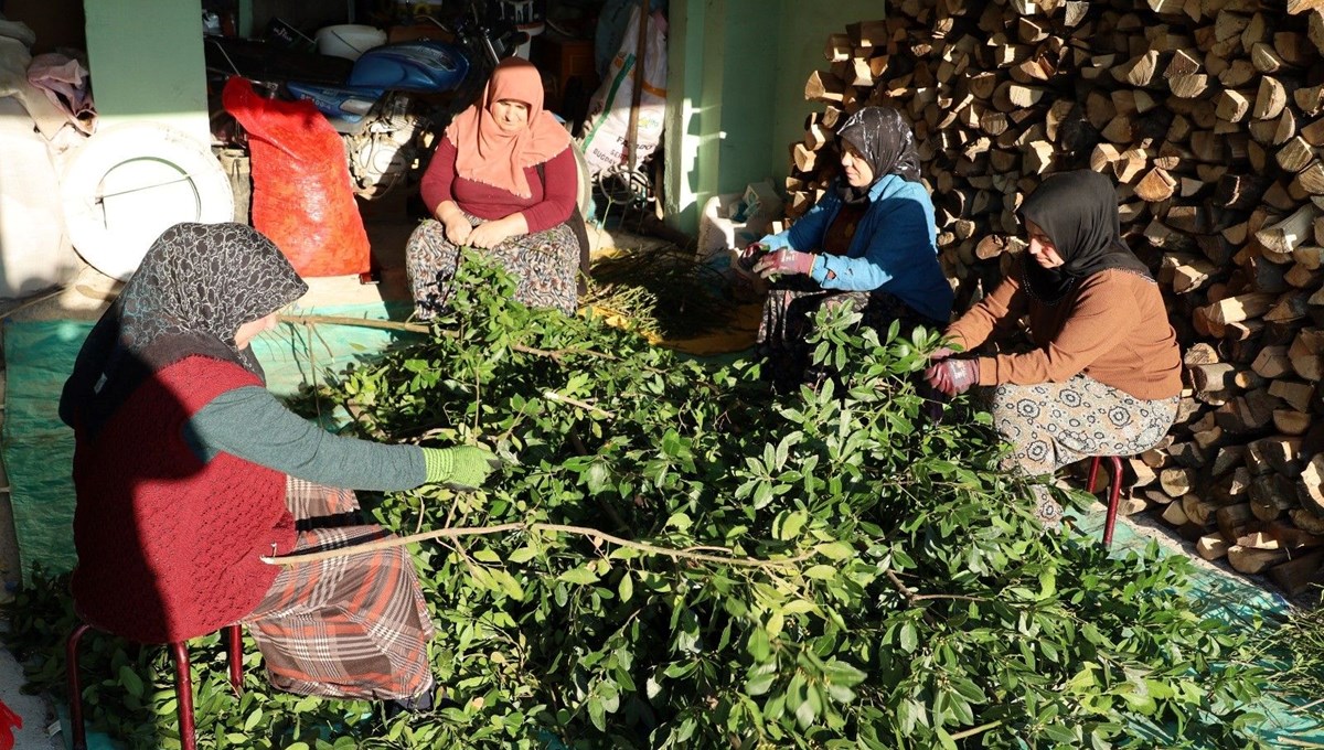 Kilosu 35 TL'den satılıyor, 6 saat dallarından ayıklanıyor: Gelir kapısı haline geldi Kilosu 35 TL'den satılıyor, 6 saat dallarından ayıklanıyor: Gelir kapısı haline geldi