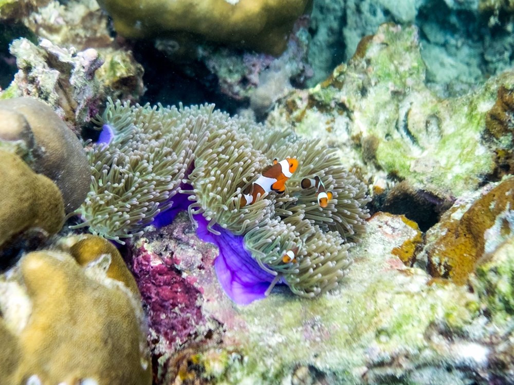 Dünyanın küresel ısınma ile mücadelesinde yeni umut: Endonezya’da 40 bin metrakarelik mercan resifi yenilikçi projeyle hayata döndürüldü - 11