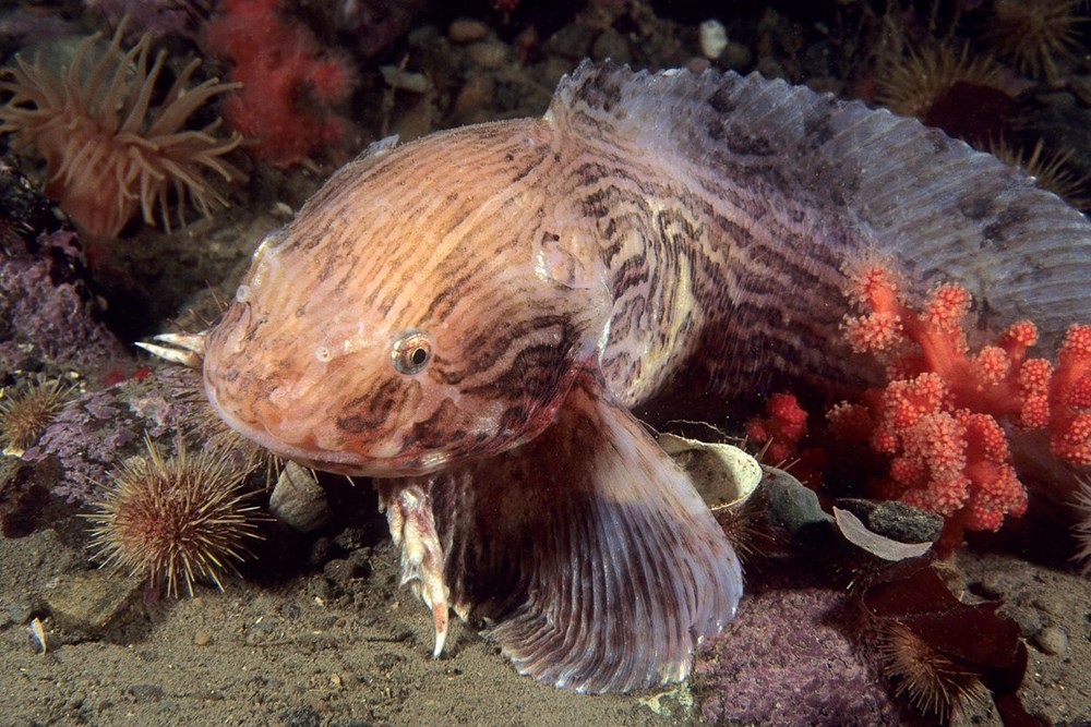 Морской лизун рыба фото Морской лизун рыба фото