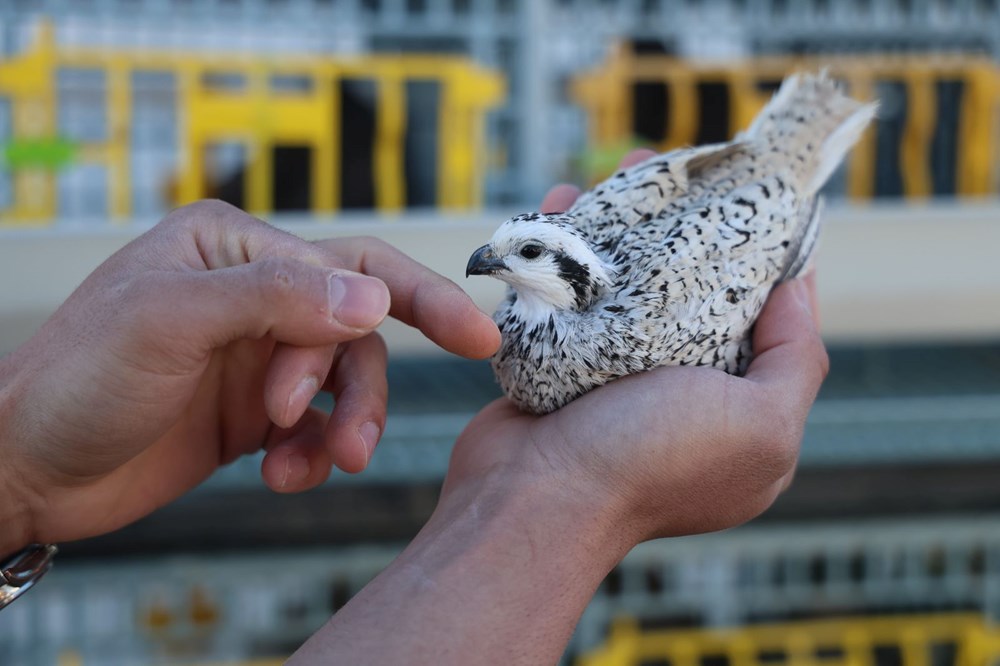 6e7DnLMgN0WFg61eNTRJuw