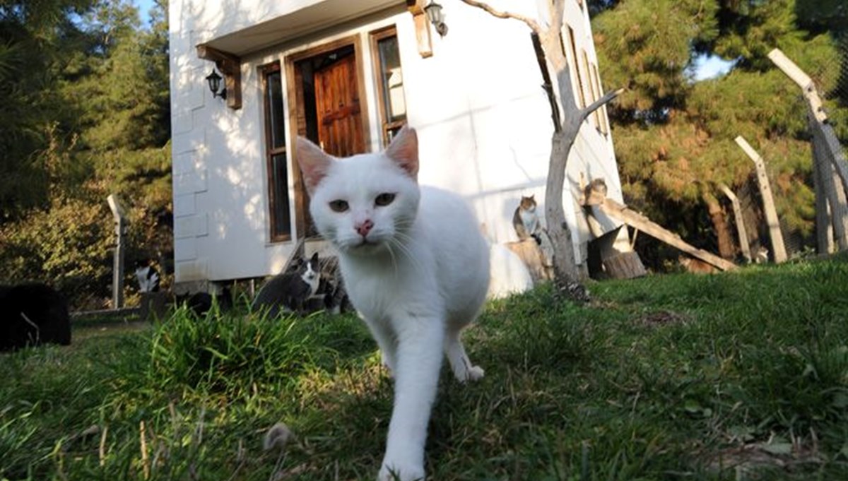 Engelli kediler için villa