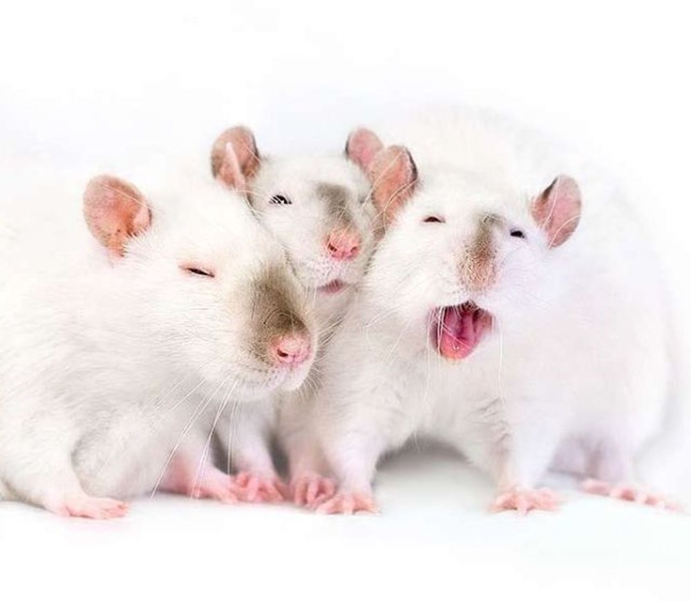 Включи 3 мыши. Три крысы. Милые крысы. 3 Милые крысы. Три мыши.
