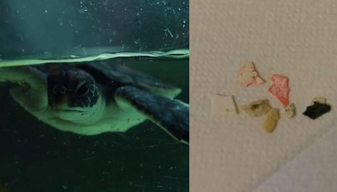 Avustralya’da kurtarılan kaplumbağanın midesi plastik dolu