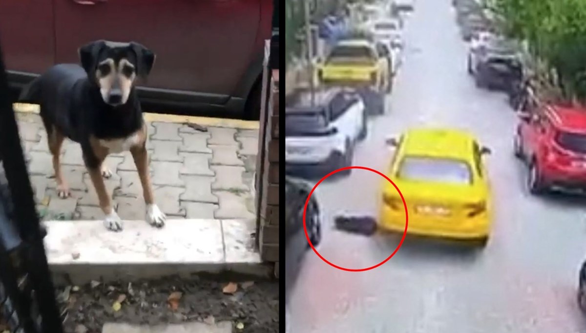 Taksi sürücüsü köpeği ezip kaçtı